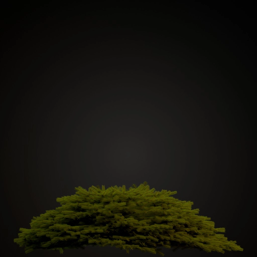 Bird's Nest Spruce