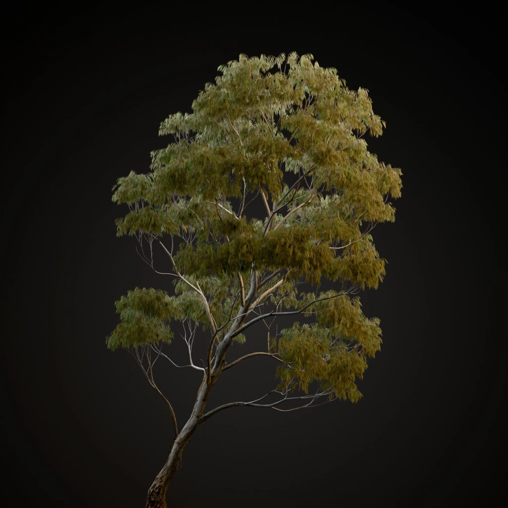 River Red Gum
