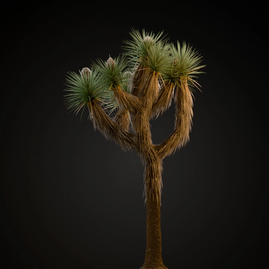 Joshua Tree