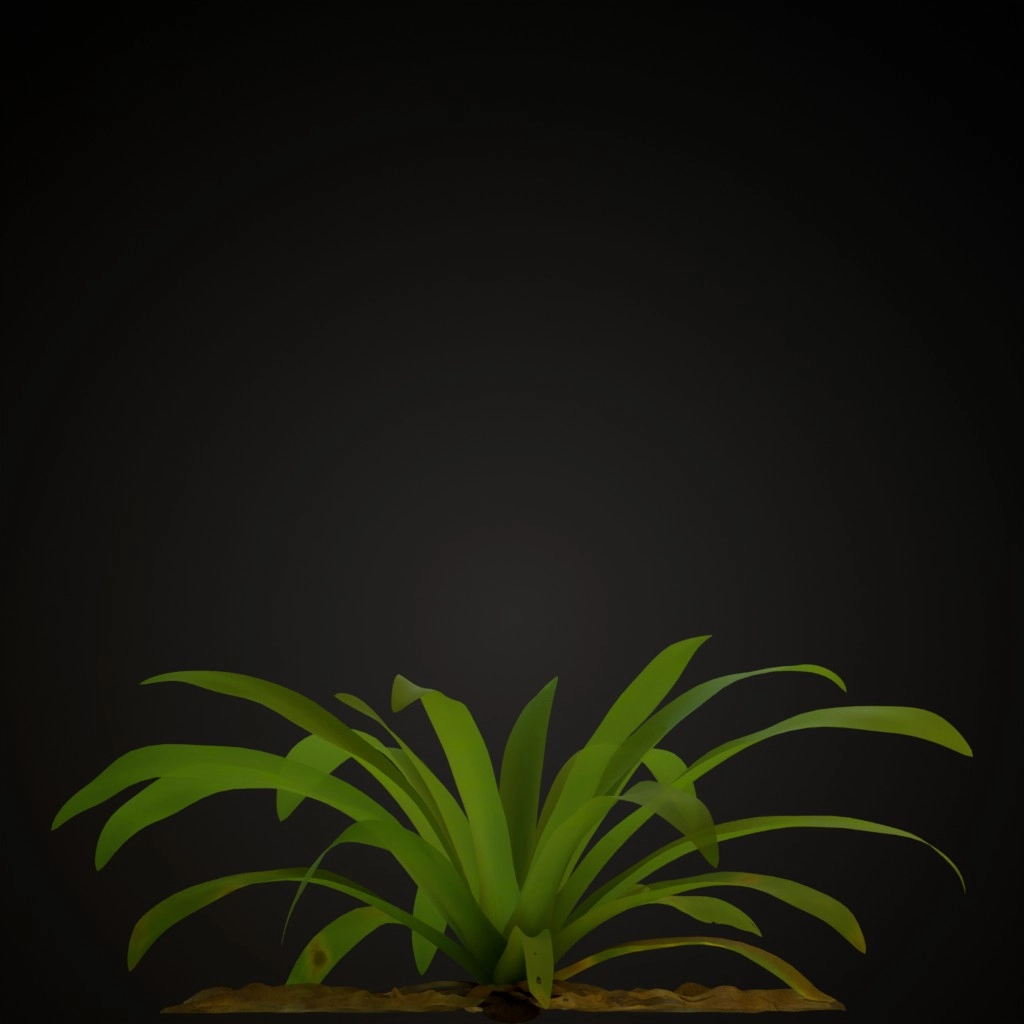 Pink Guzmania