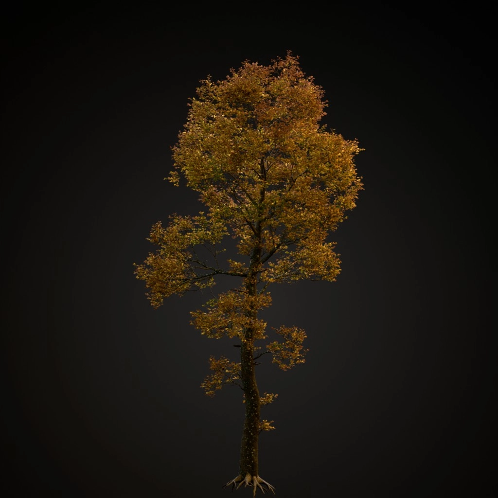 English Oak