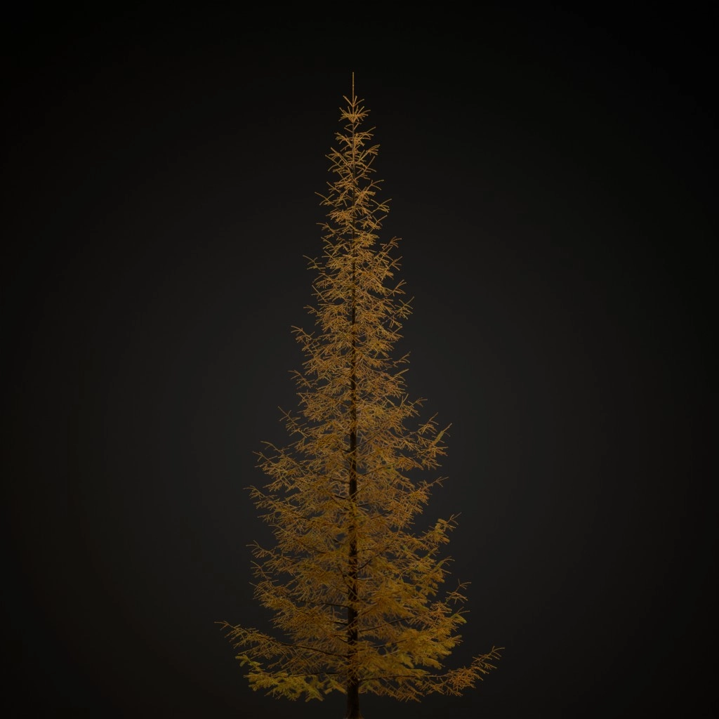 Engelmann Spruce