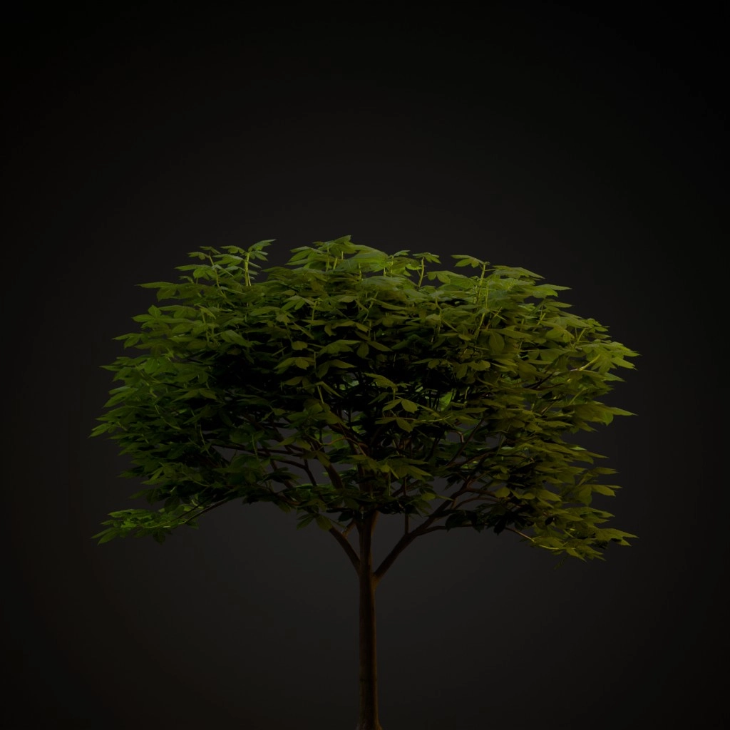 Red Buckeye