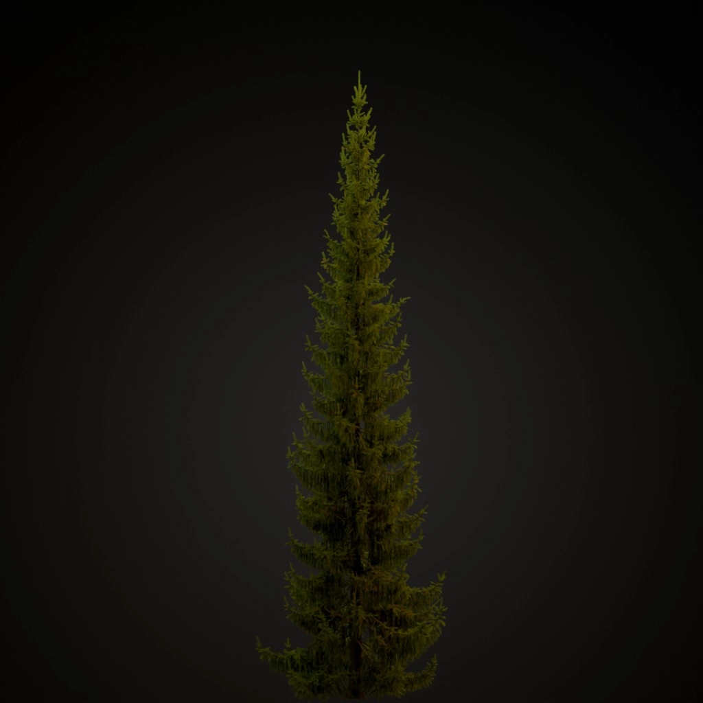 Norway Spruce