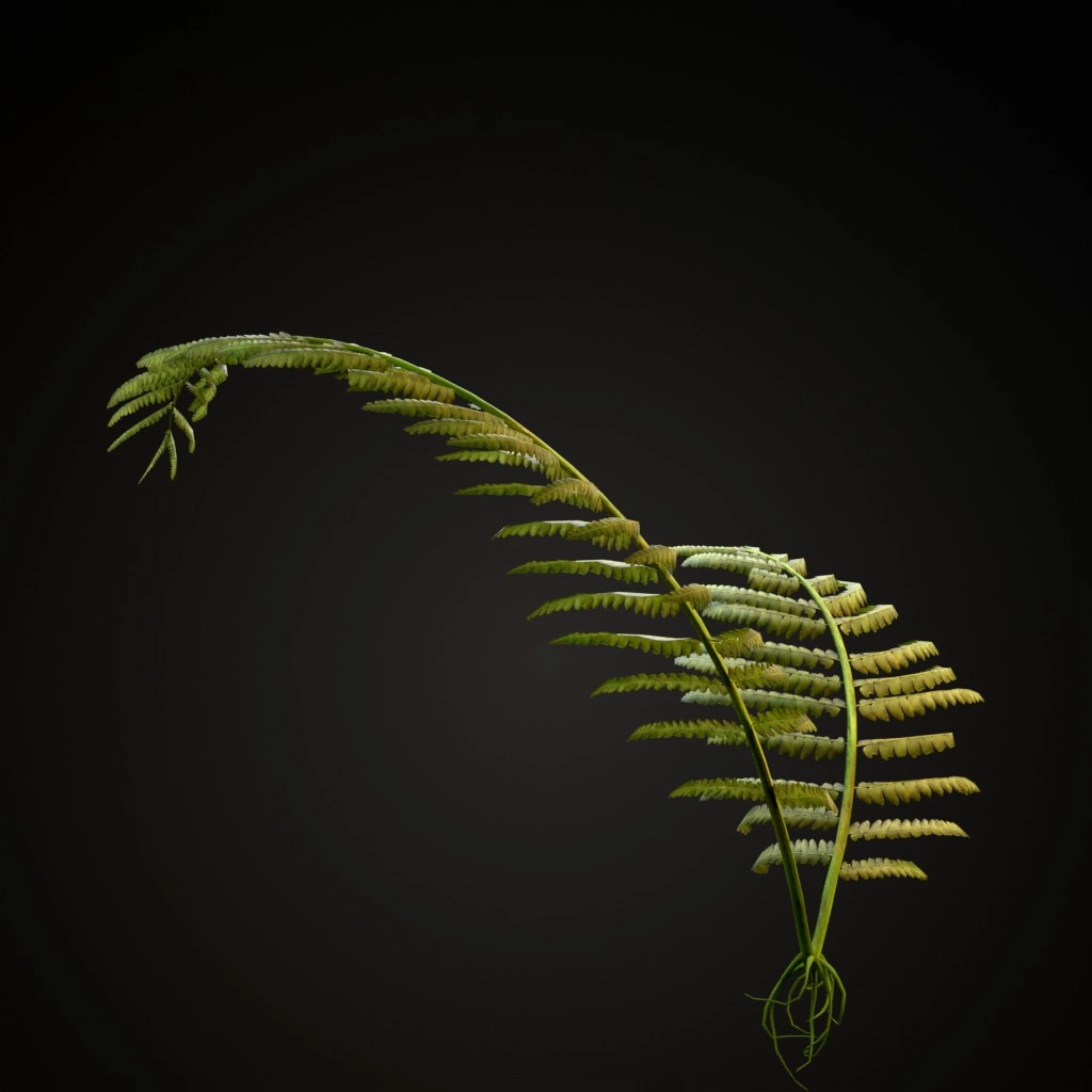 Rock Fern