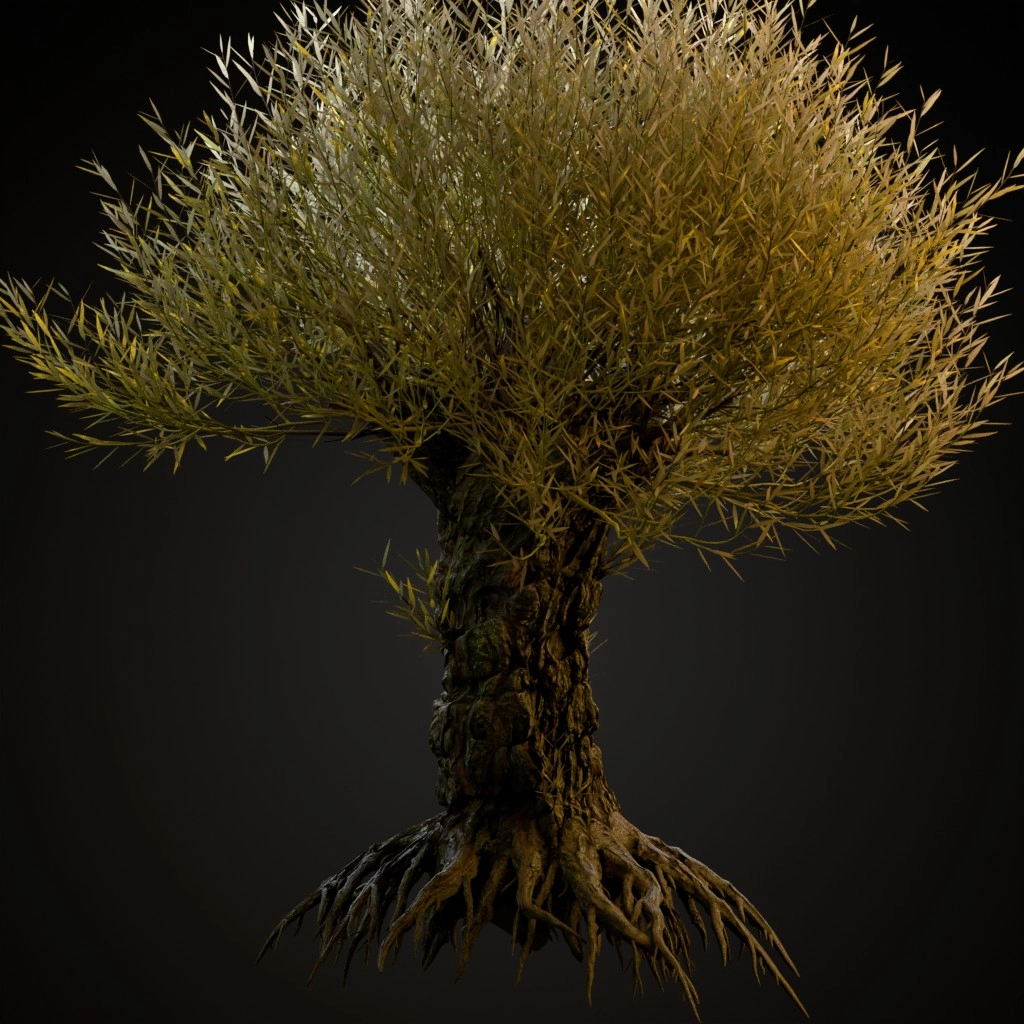 Pollarded White Willow