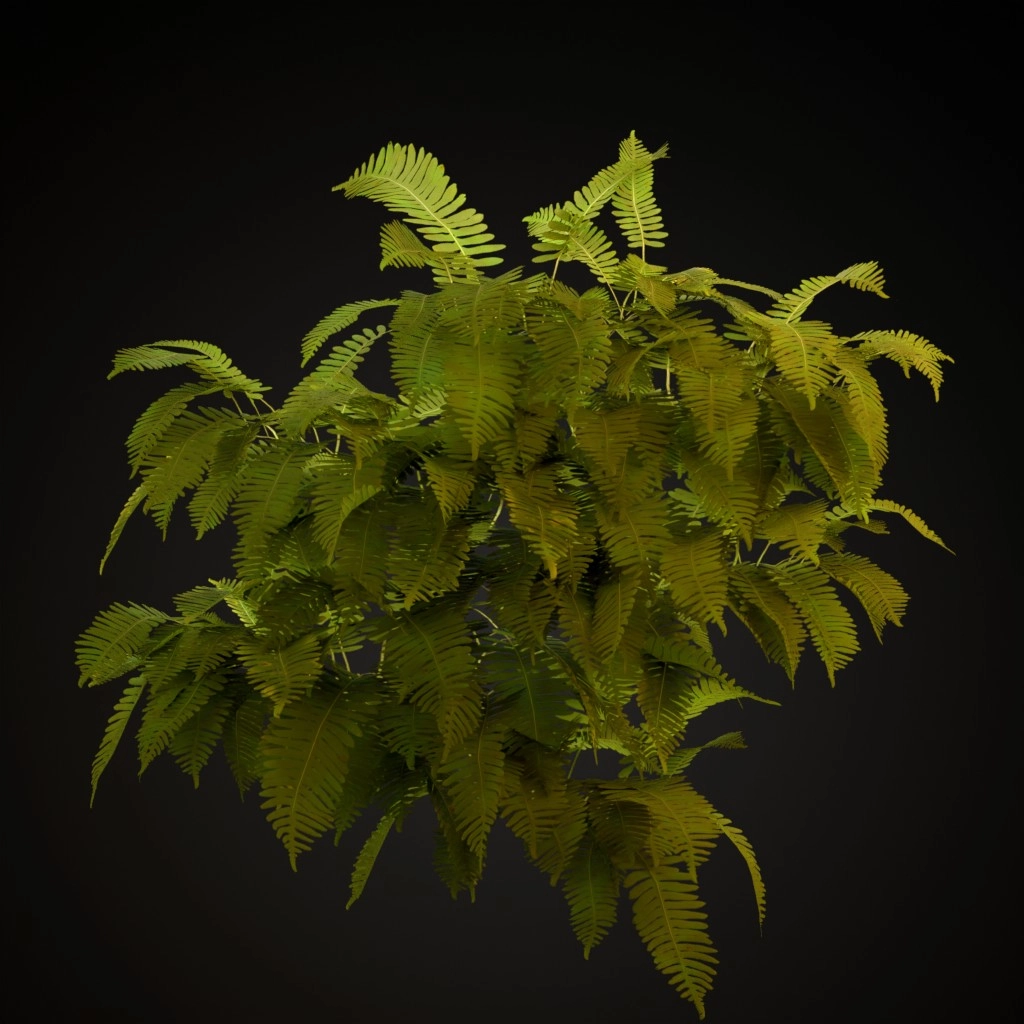 Common Polypody