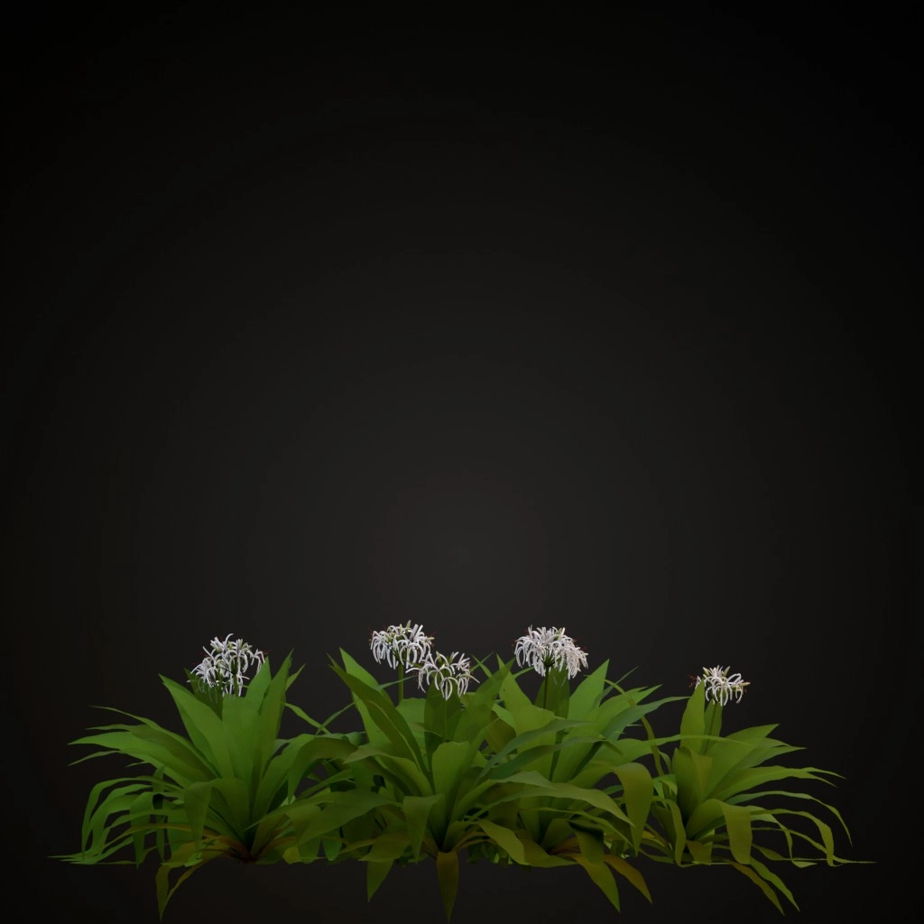 Giant Crinum Lily