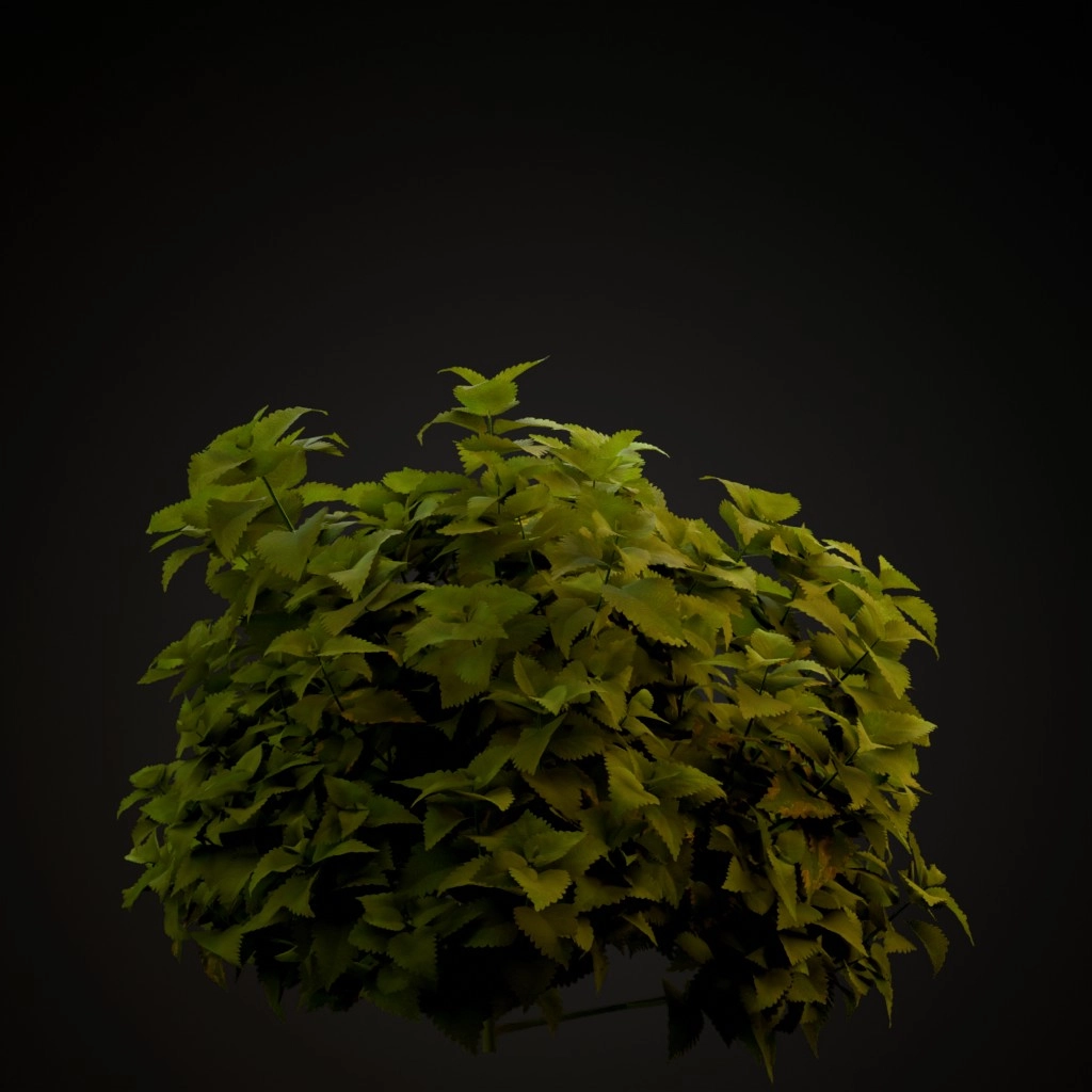 Coleus