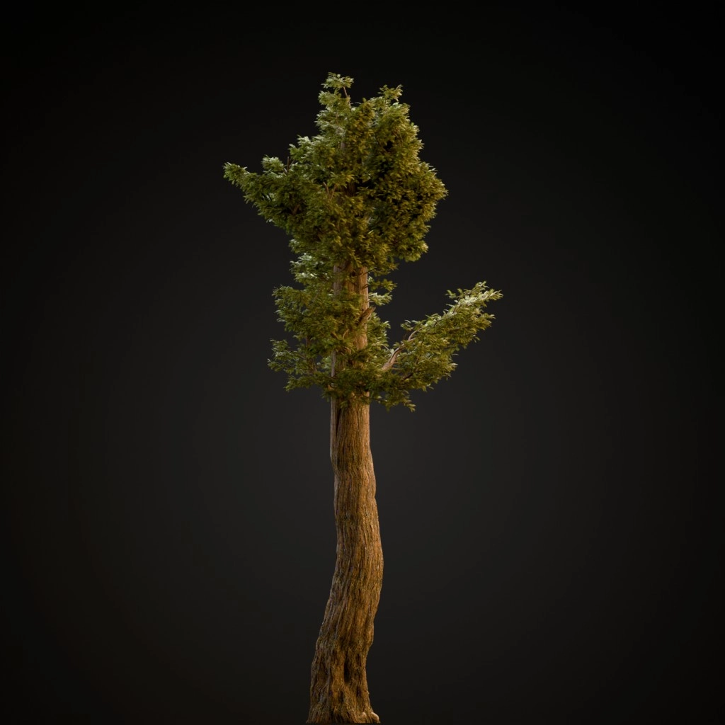 Giant Redwood