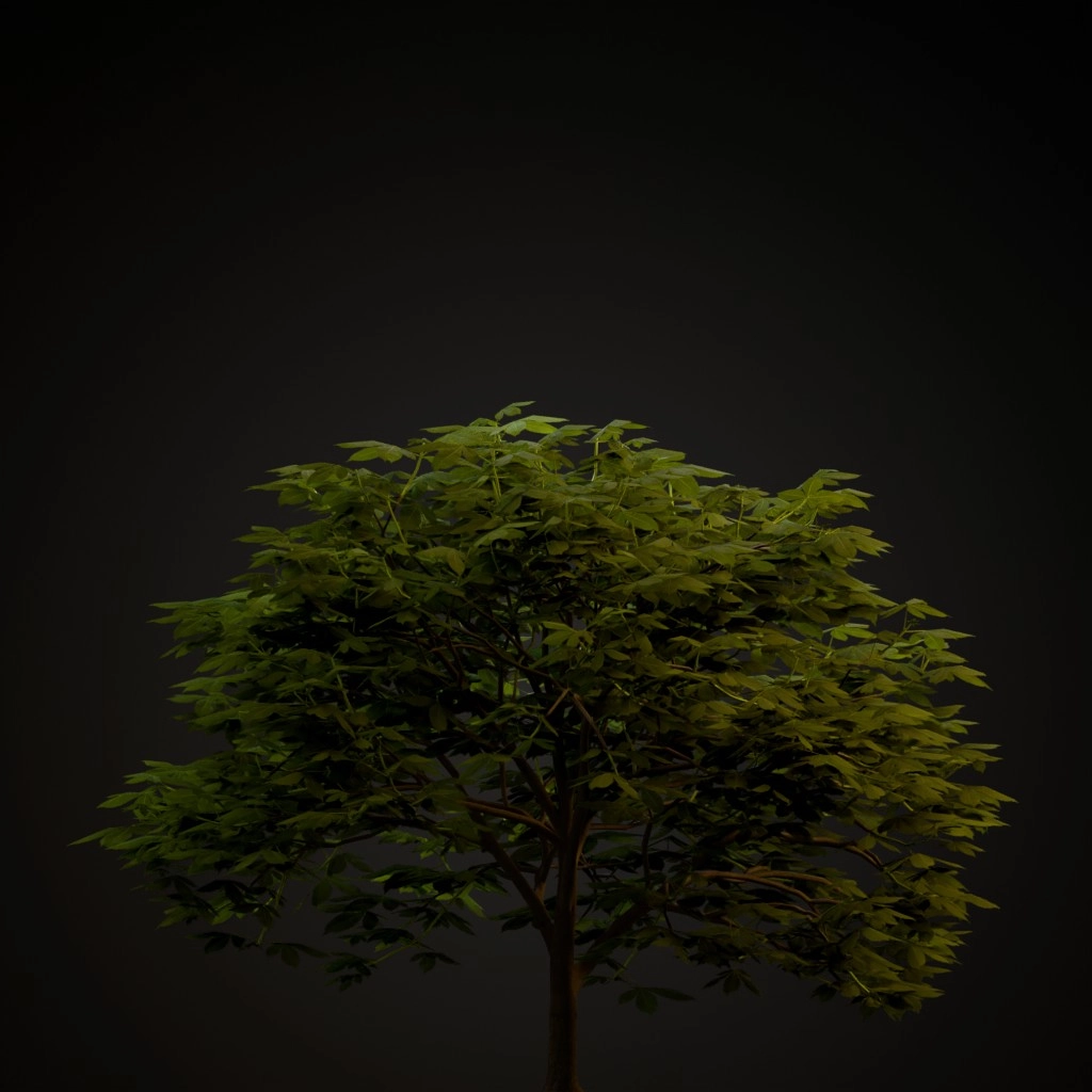 Red Buckeye
