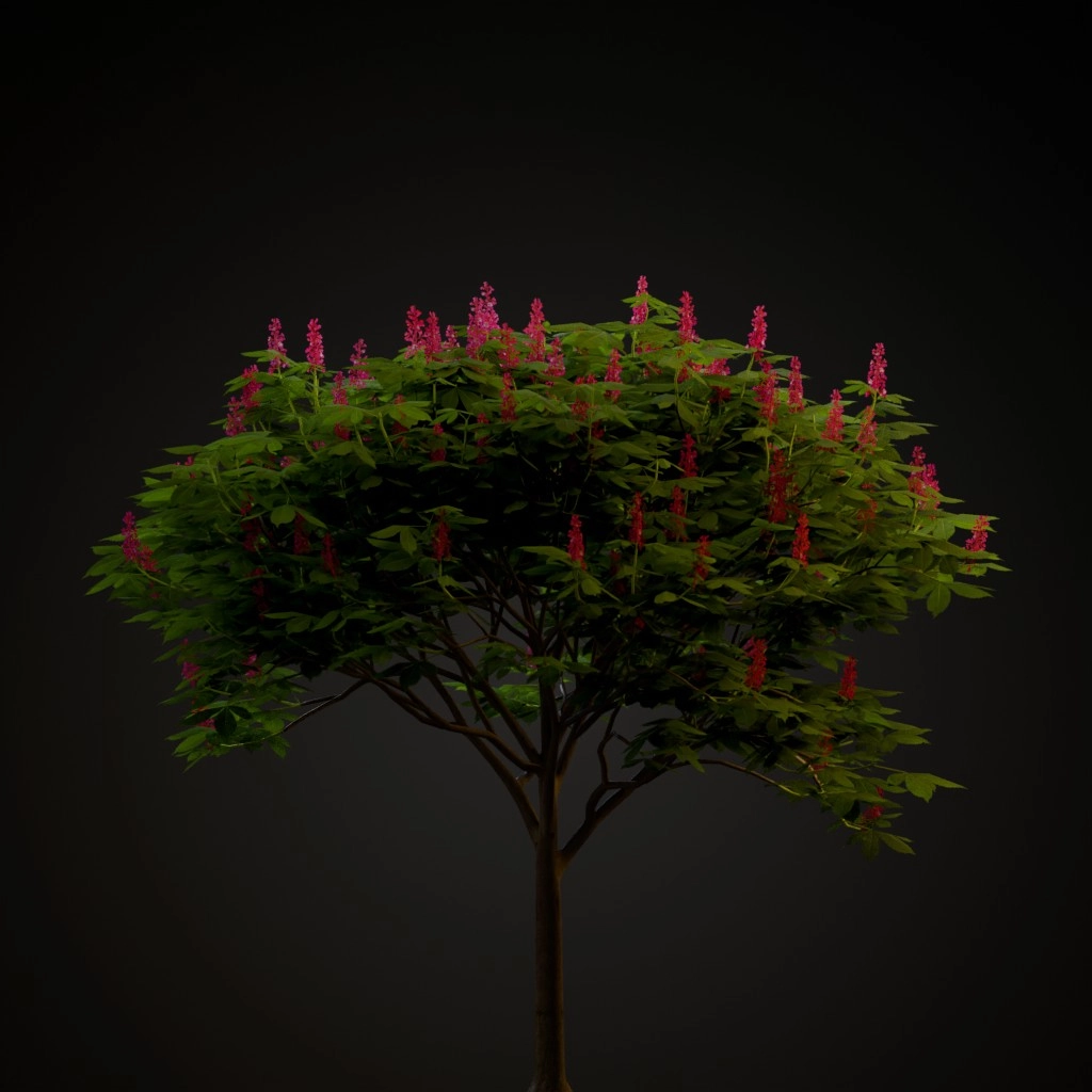 Red Buckeye