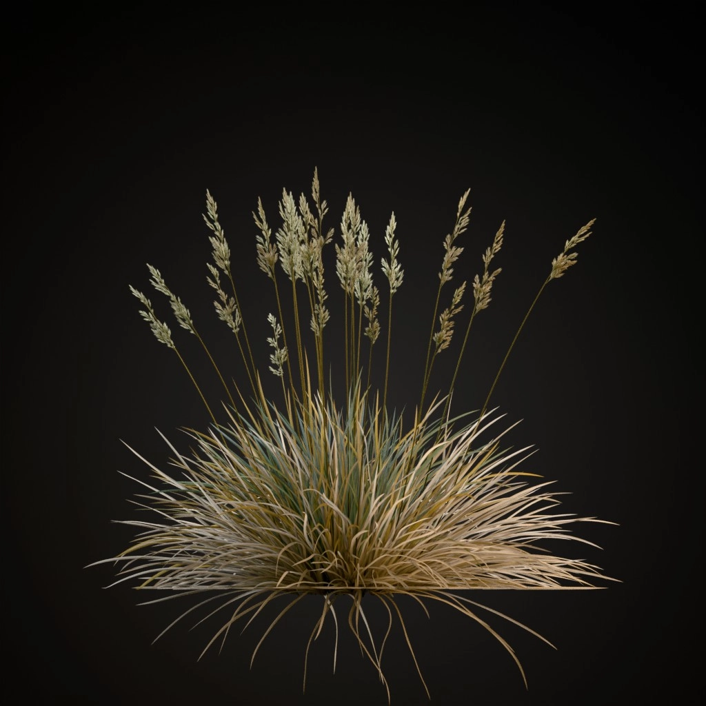 Blue Fescue
