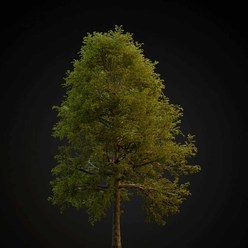 Black Gum