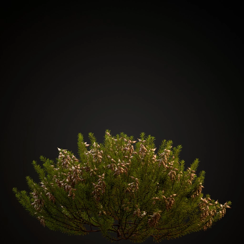 Winter Heath White