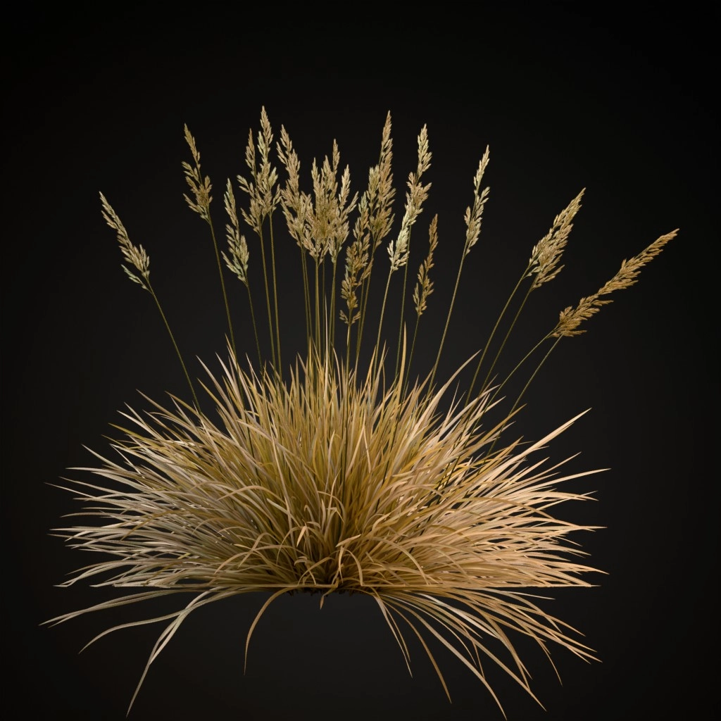 Blue Fescue