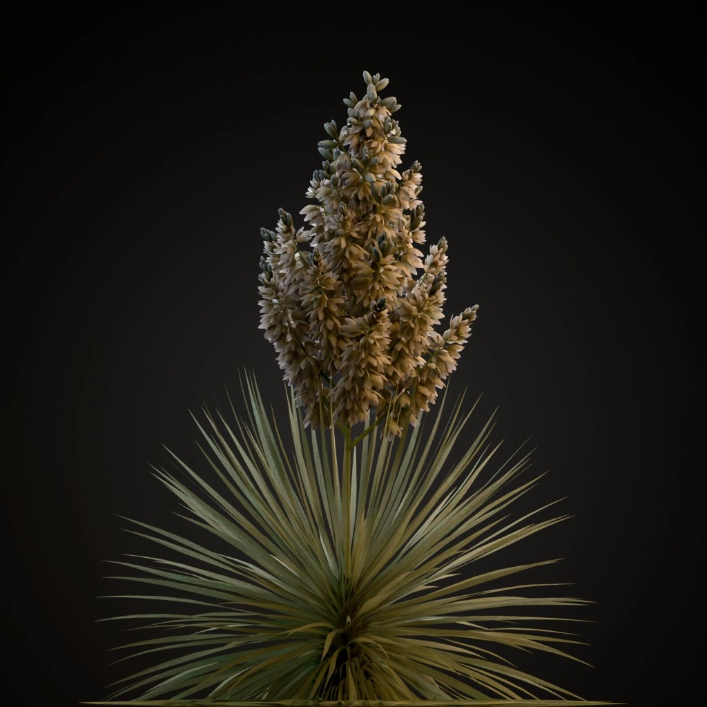 Beaked Yucca