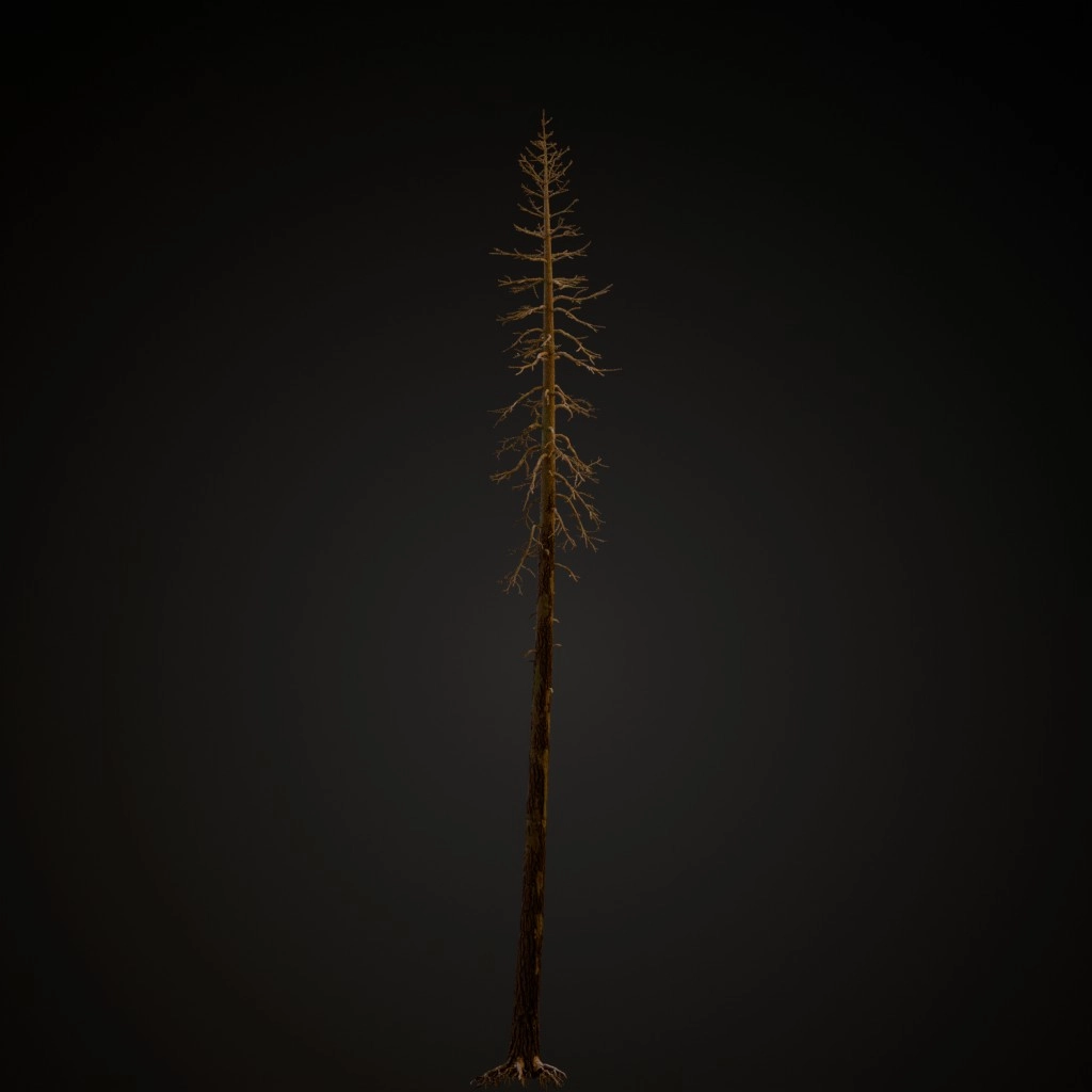 Dead Ponderosa