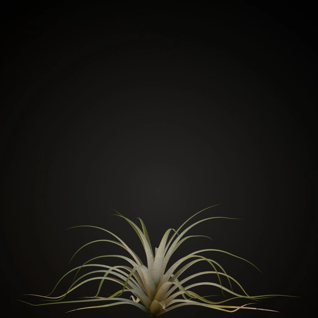 Giant Airplant
