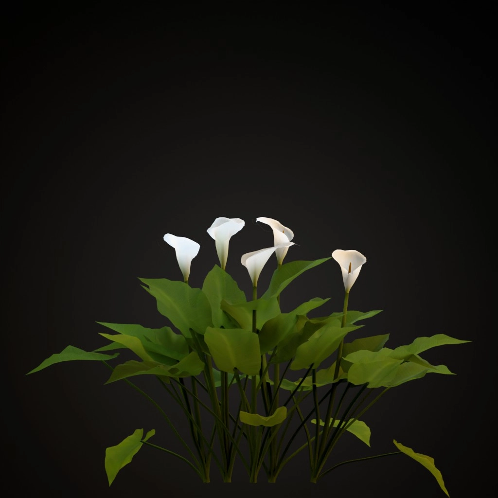 Calla Lily