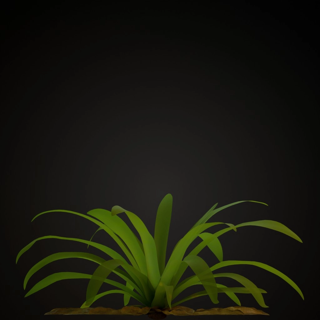 White Guzmania