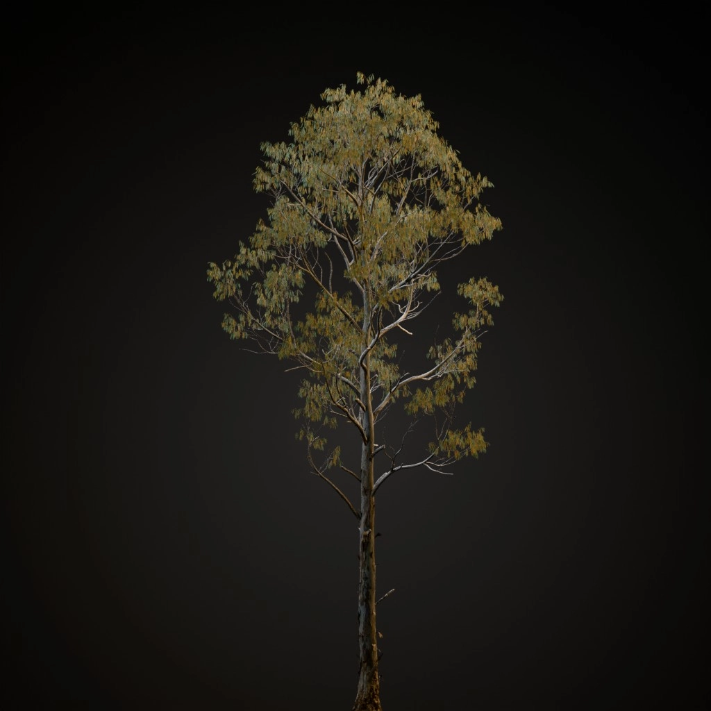 Manna Gum
