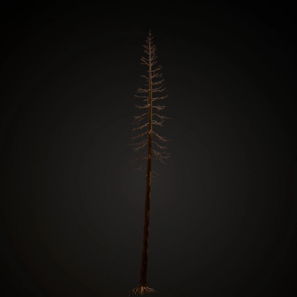 Dead Ponderosa