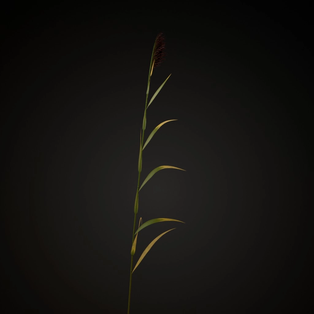 Common Reed