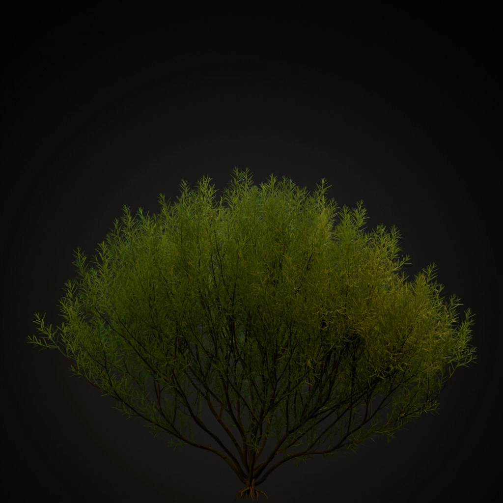 Rosemary Willow