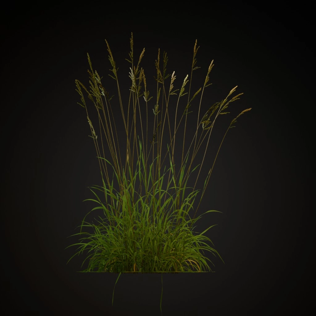 Tall Fescue