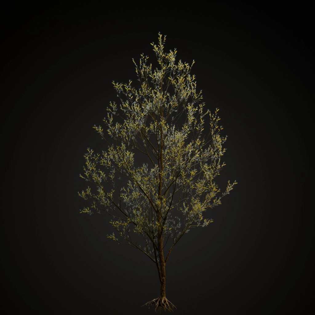 White Willow