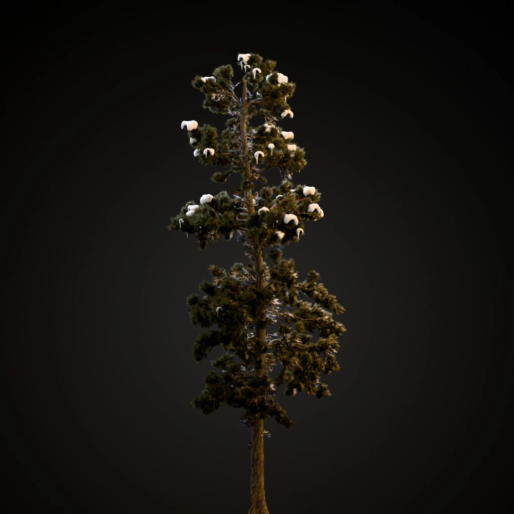 Eastern White Pine