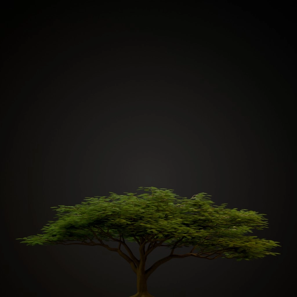 Royal Poinciana