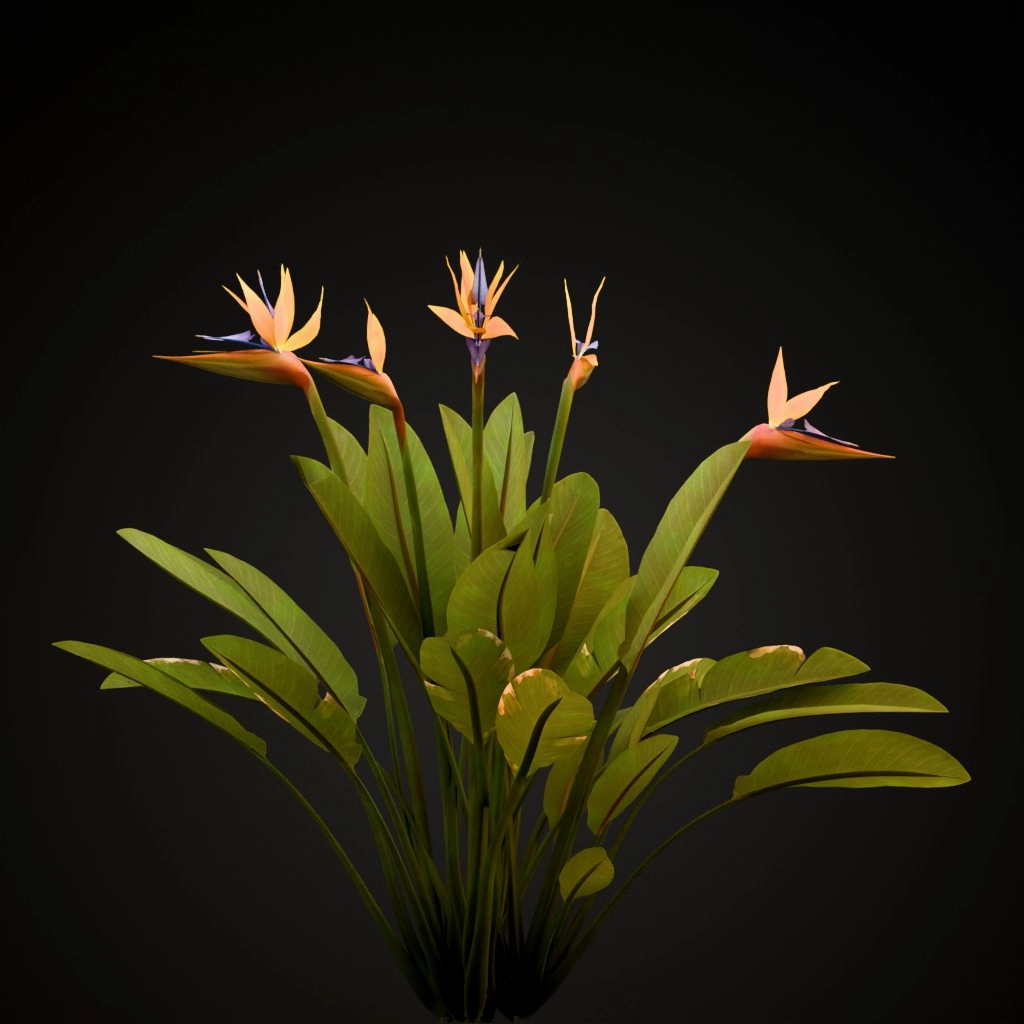 Bird of Paradise