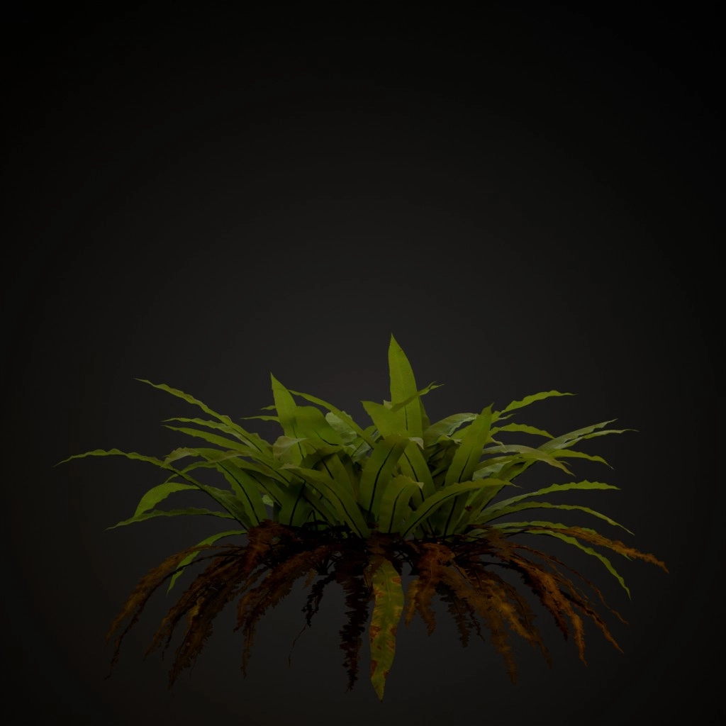 Hart's Tongue Fern