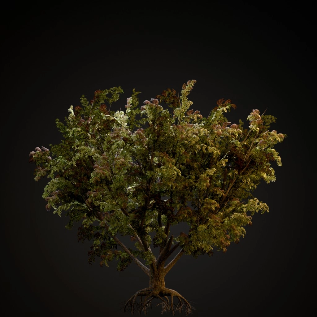 Black Elder
