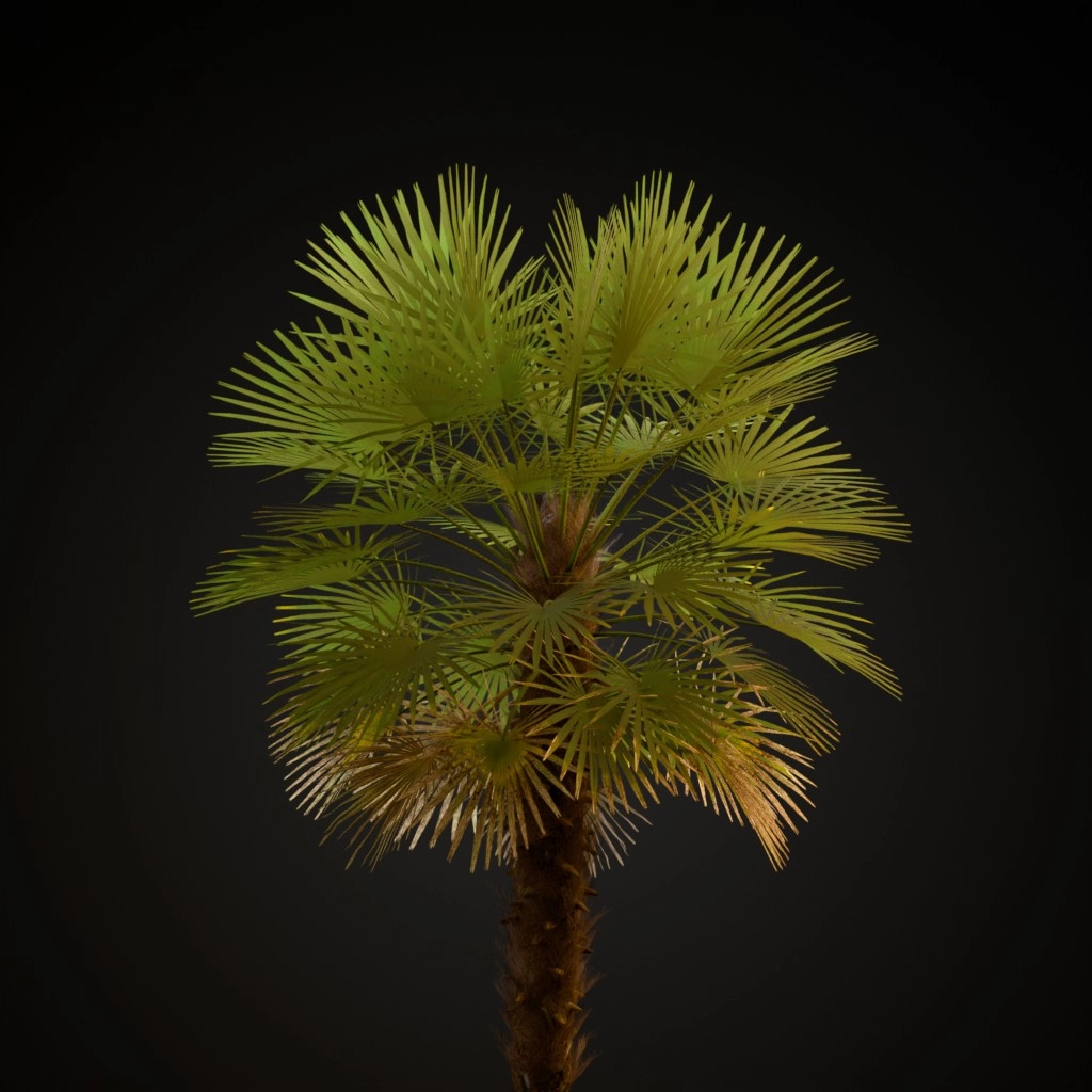 European Fan Palm