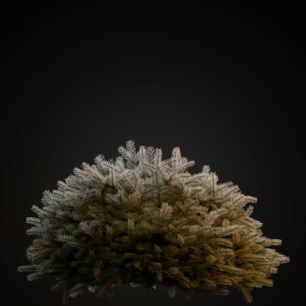 Globe Blue Spruce