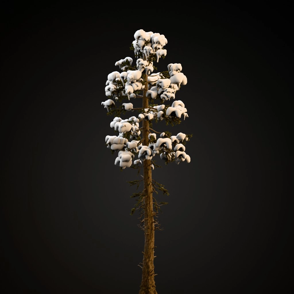 Douglas Fir