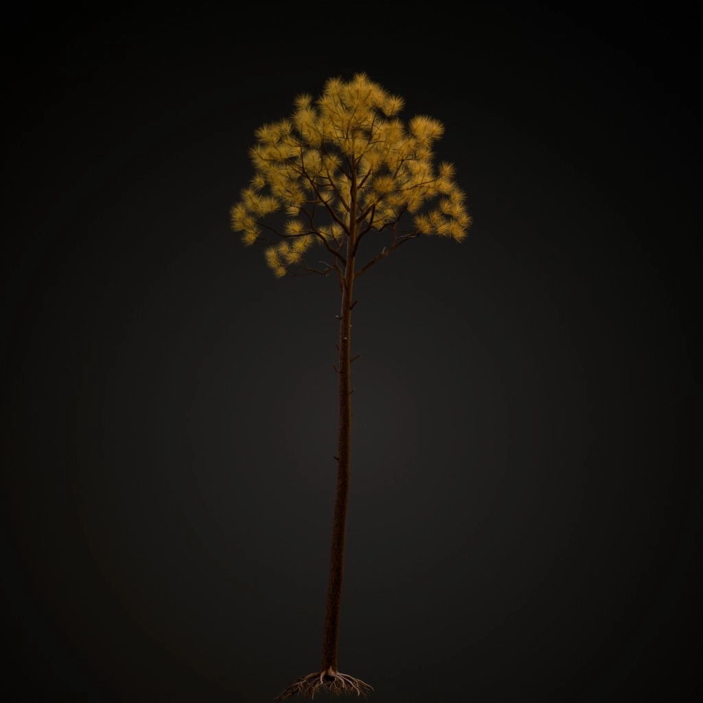 Slash Pine V2