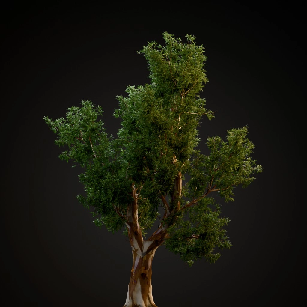 Red Gum