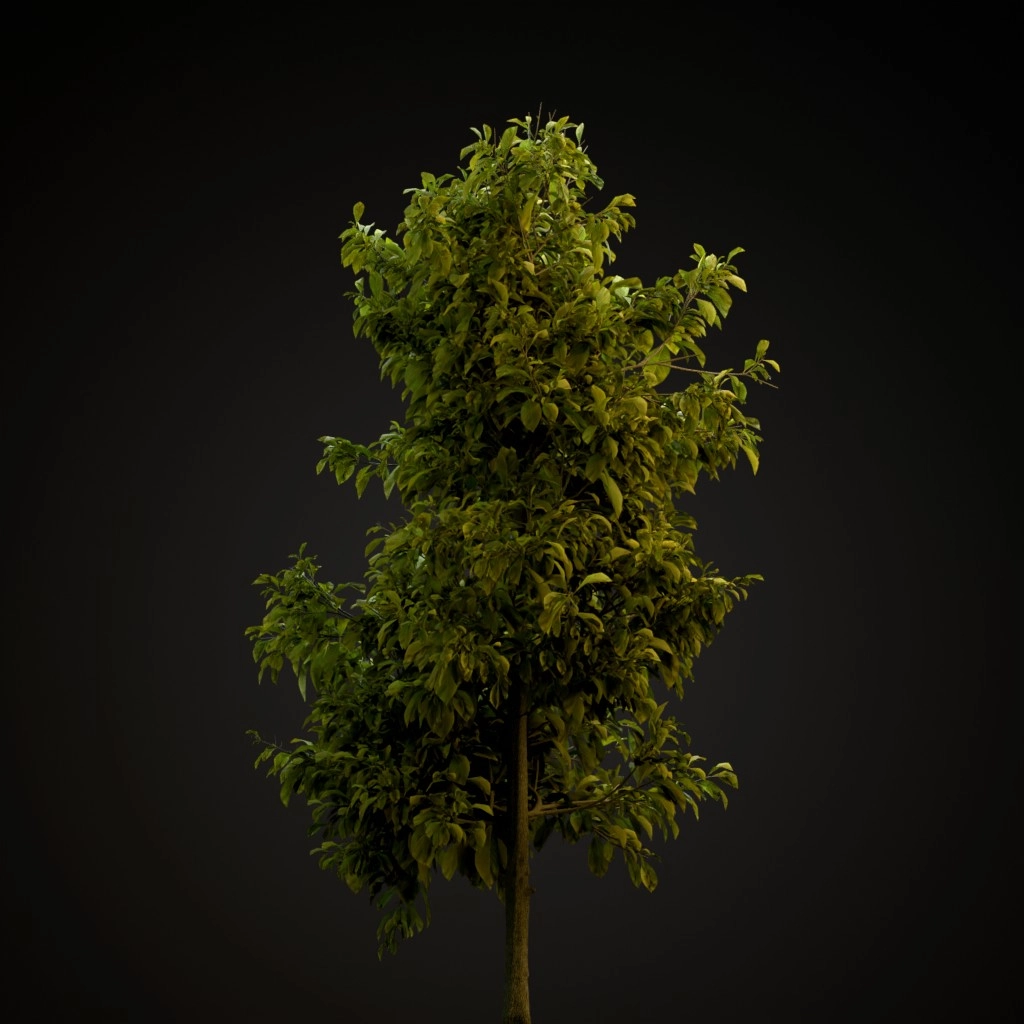 Sourwood