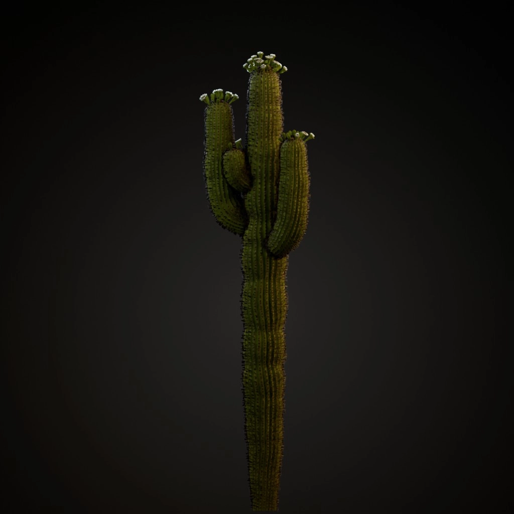 Saguaro Cactus