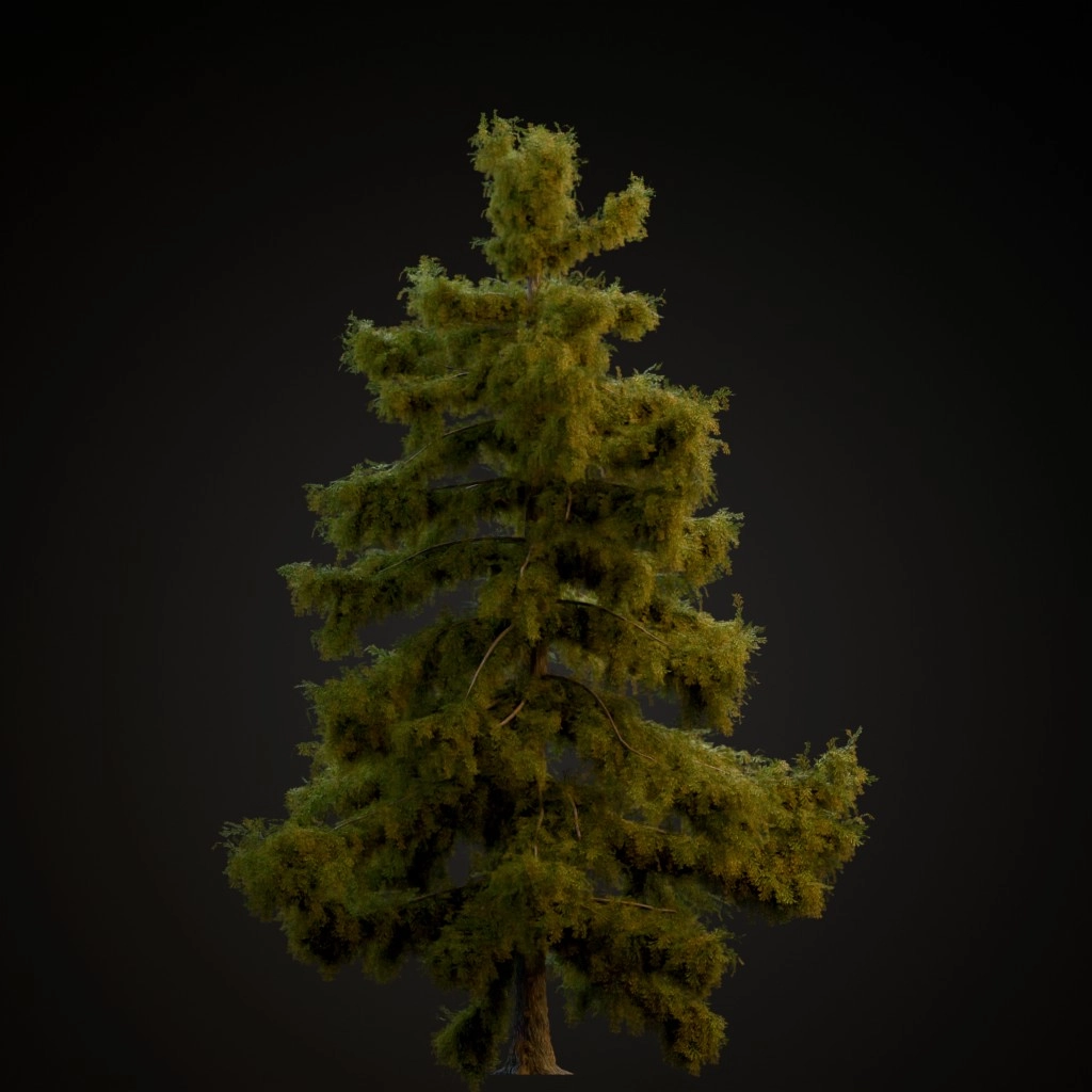 Alaska Cedar