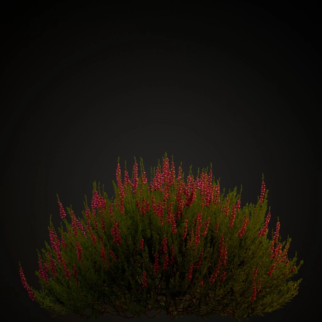 Heather