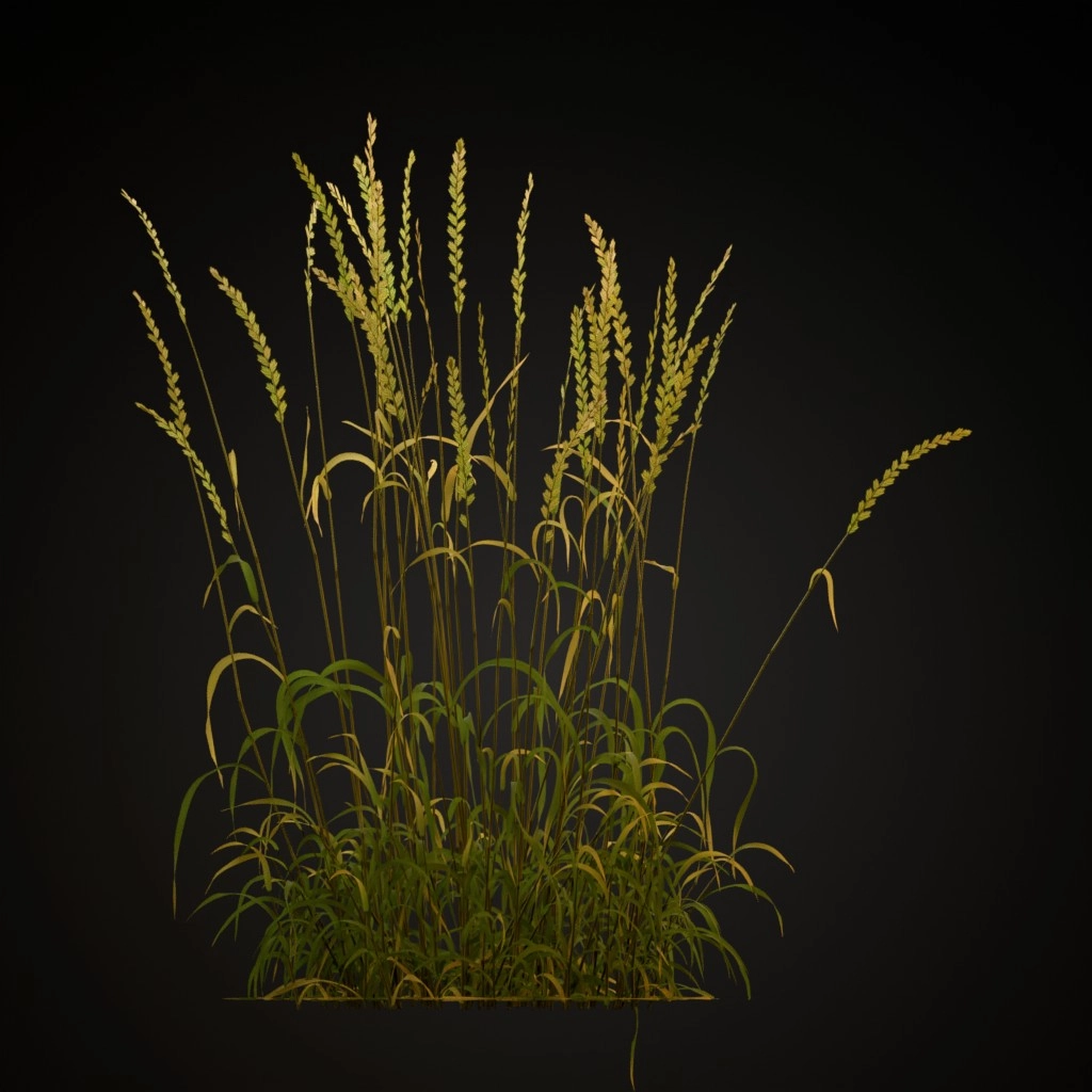Perennial Ryegrass