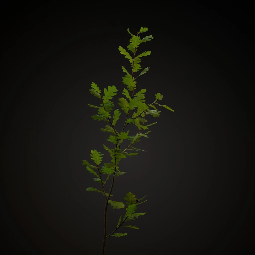 English Oak V3