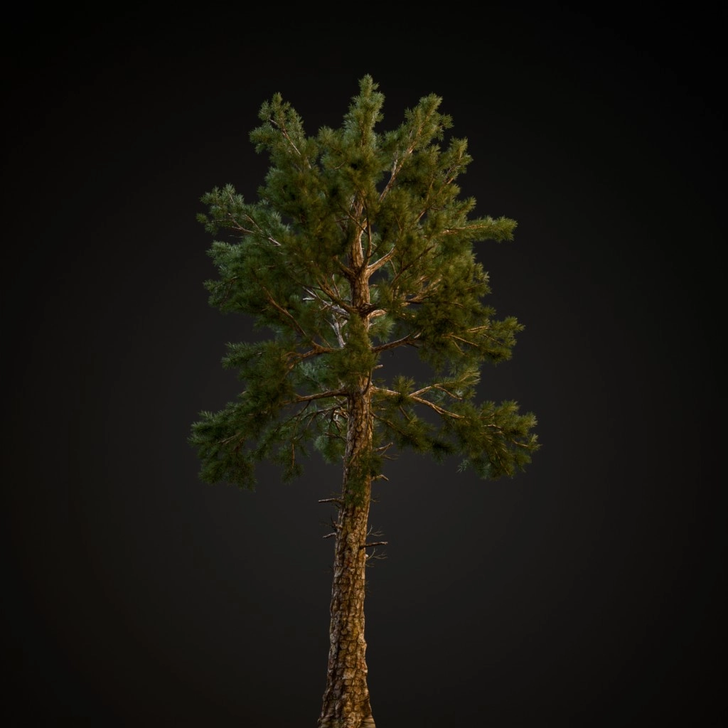 Loblolly Pine