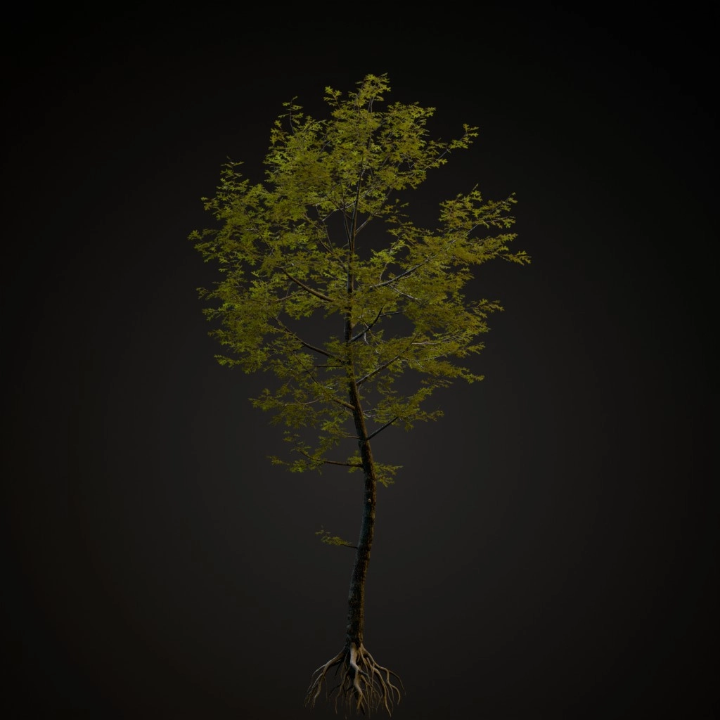 Pin Oak