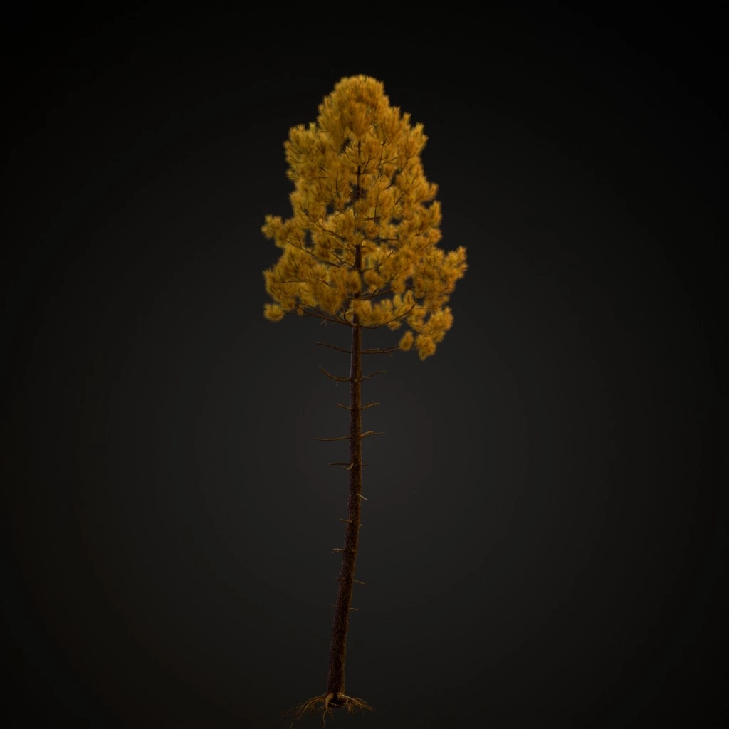 Maritime Pine